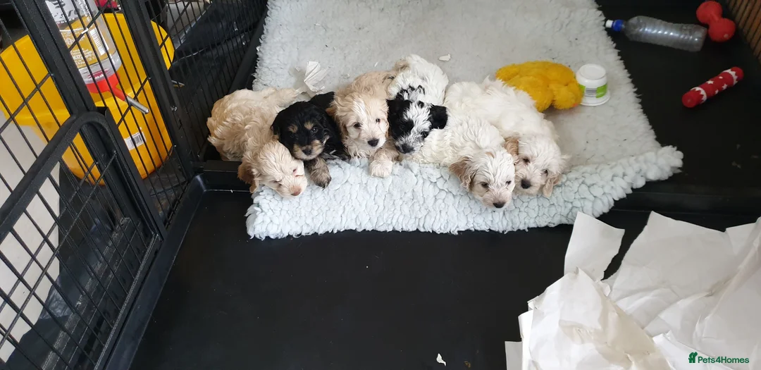 Miniature Poodle dogs for stud: Archie well Proven stud miniature poodle  in Chard - Advert 25