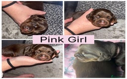 Cocker Spaniel dogs for sale: Beautiful litter - working cocker spaniels ❤️ - Image 11