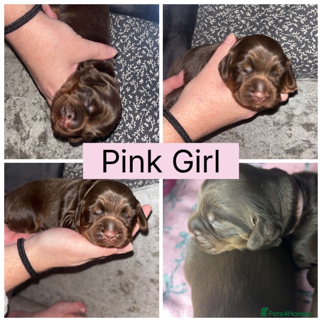 Cocker Spaniel dogs for sale: Beautiful litter - working cocker spaniels ❤️ - Image 11