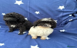 Cavapoo dogs for sale: 2 female cavapoo pups for sale 🩷 - Image 3