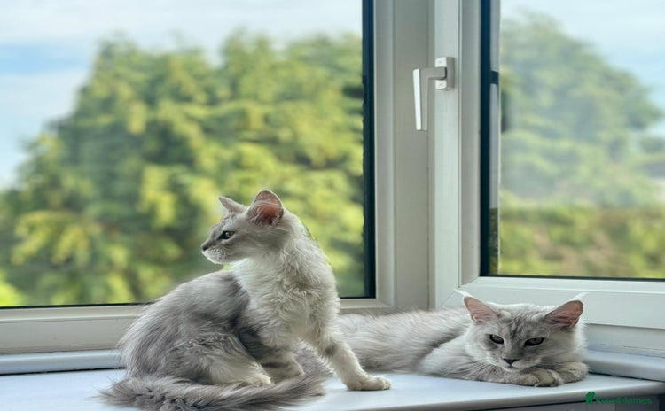 Maine Coon cats - Advert 3