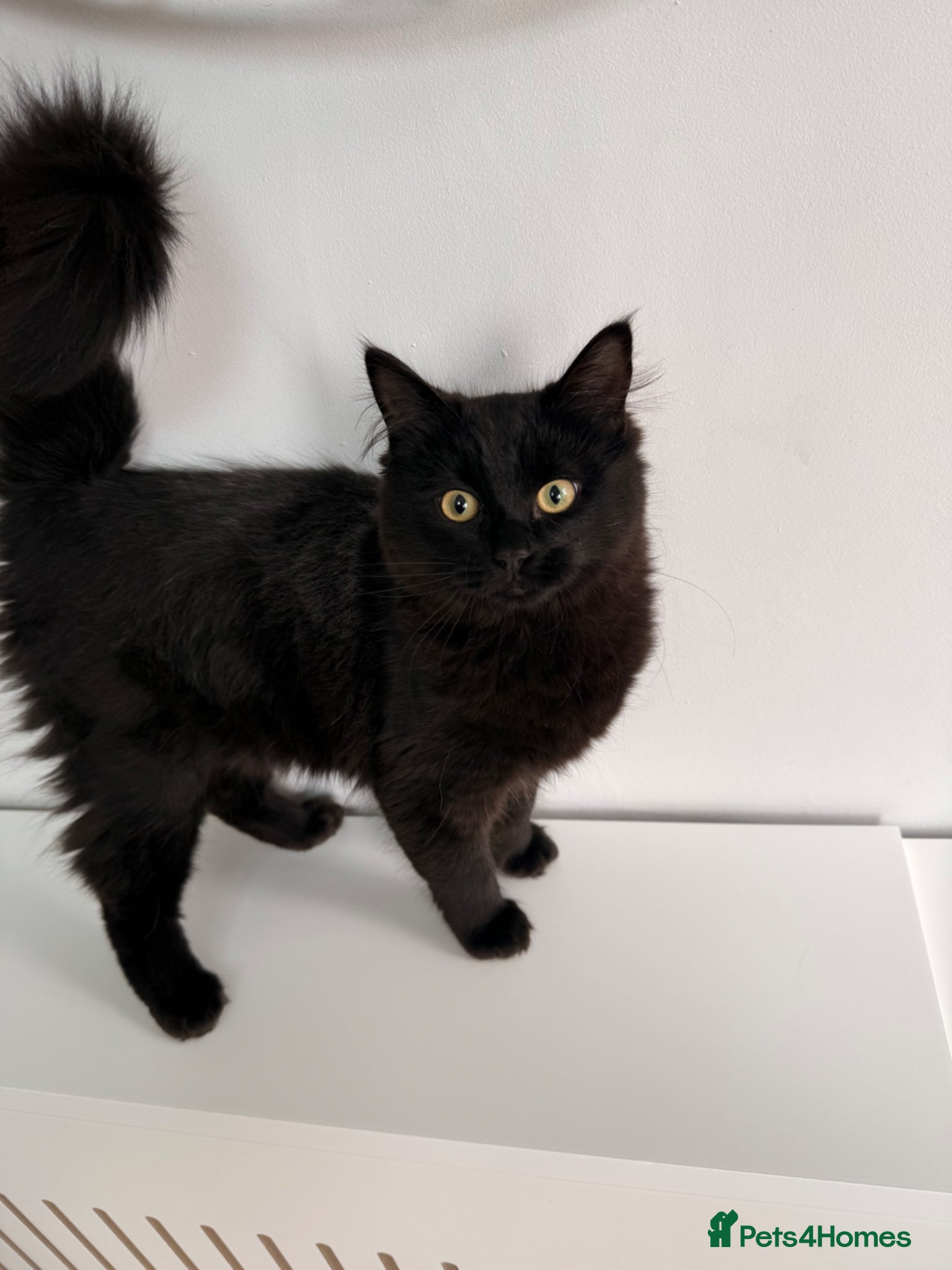 Ragdoll cats Ragdoll mix for sale  - Advert 11