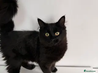 Ragdoll cats Ragdoll mix for sale - Advert 2