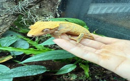 Gecko reptiles for sale: Crested gecko - Image 4