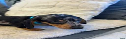 Miniature Dachshund dogs for sale: Miniature dachshund  - Advert 19