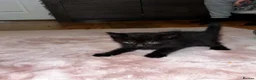 Mixed Breed cats for sale: Beautiful kittens for sale  in Stoke-on-Trent - Advert 14