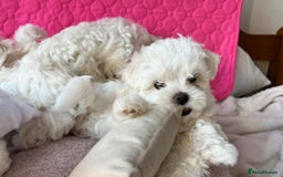 Maltese dogs for sale: Maltese puppies  - Image 4