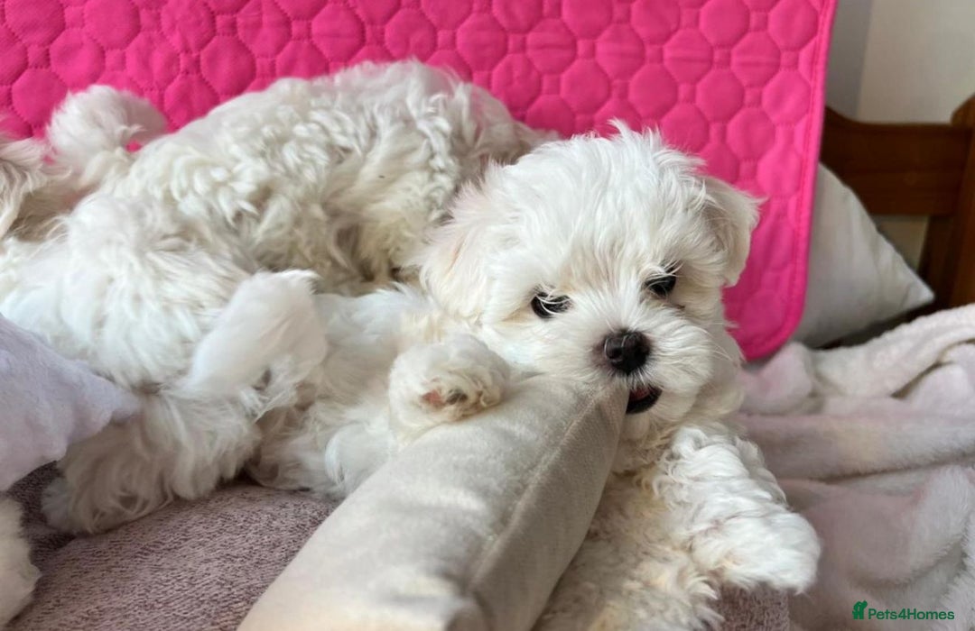 Maltese dogs for sale: Maltese puppies  - Image 4
