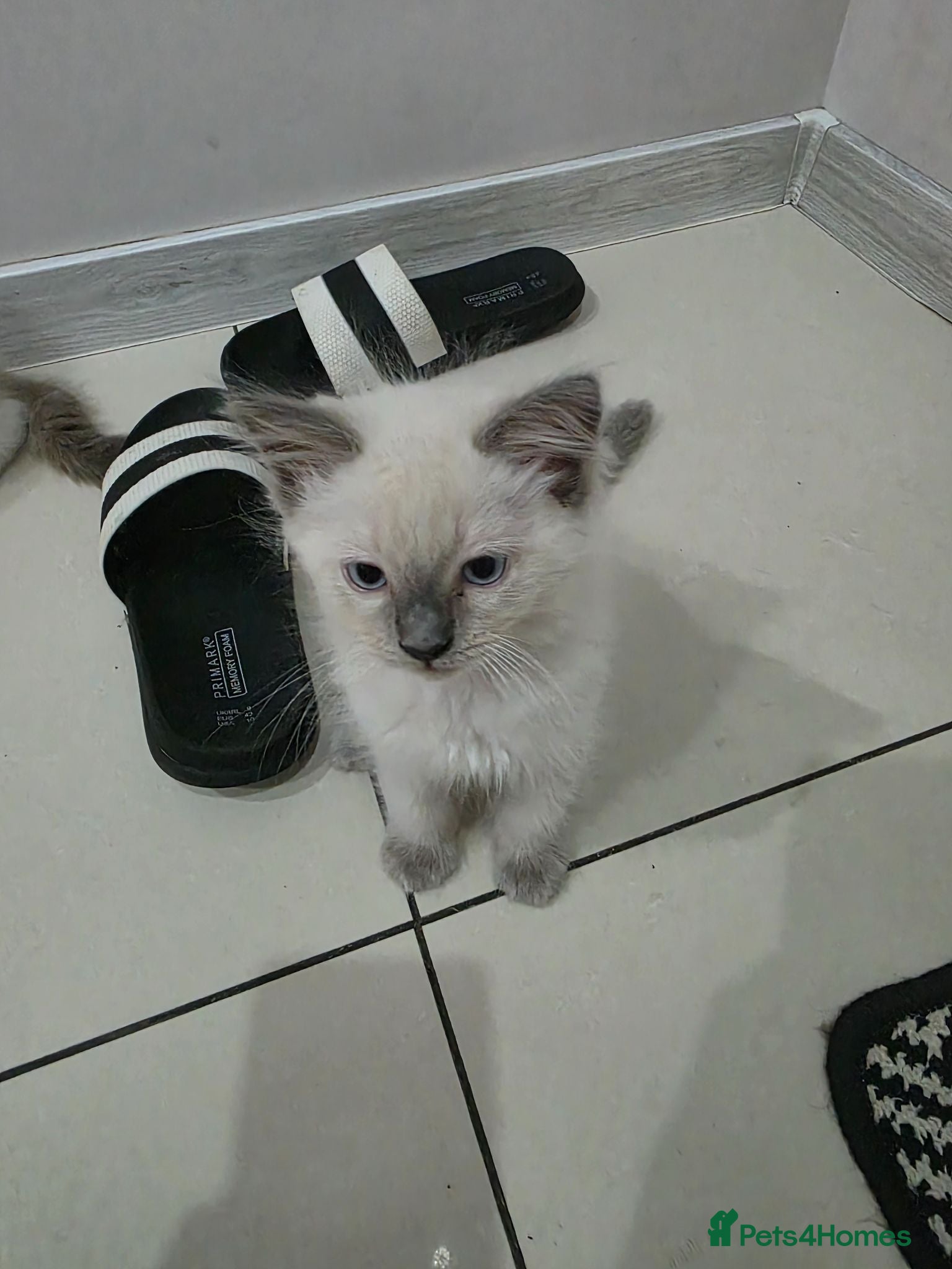 Ragdoll cats Ragdoll - Advert 2