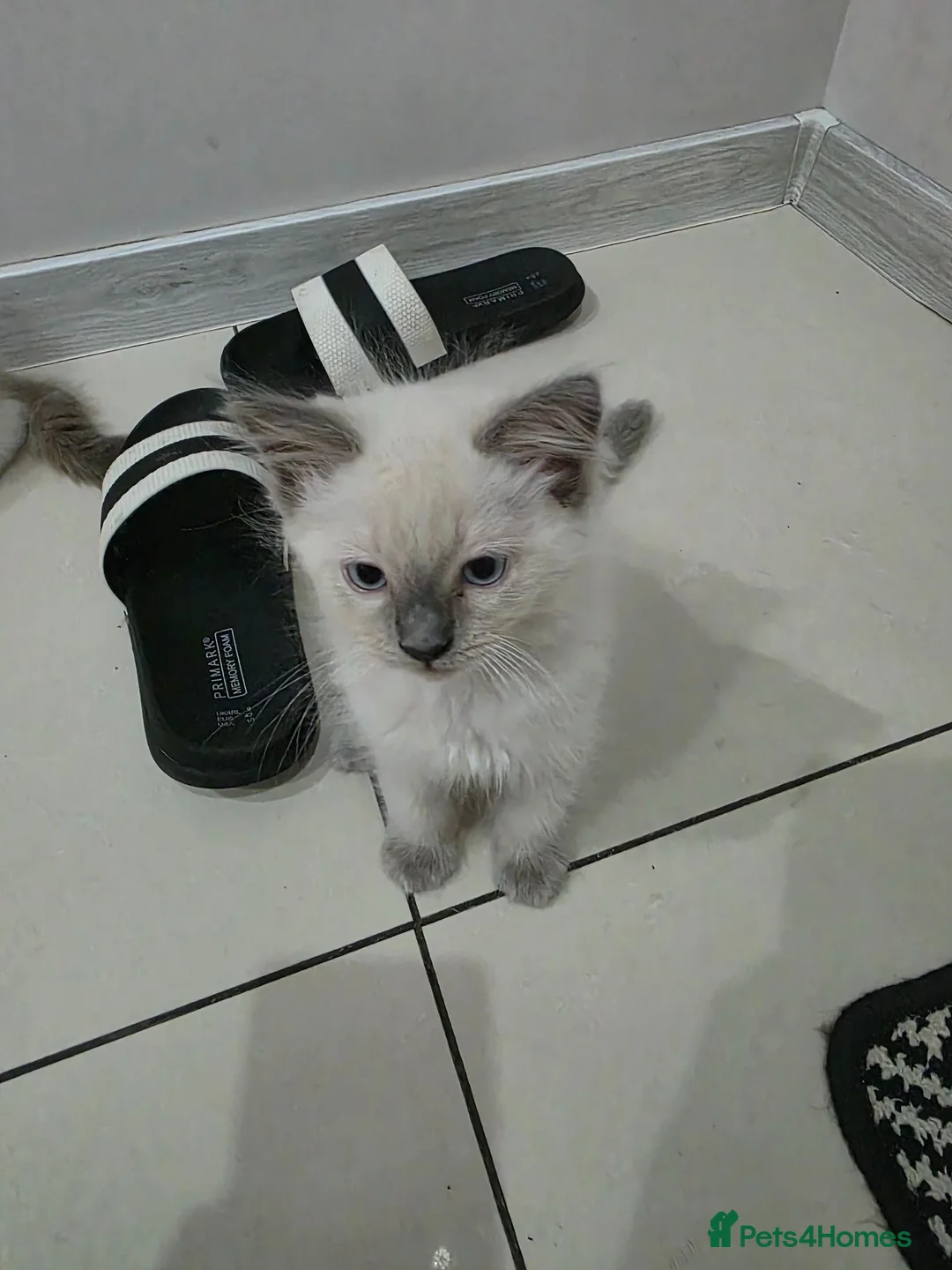 Ragdoll cats for sale: Ragdoll - Advert 2