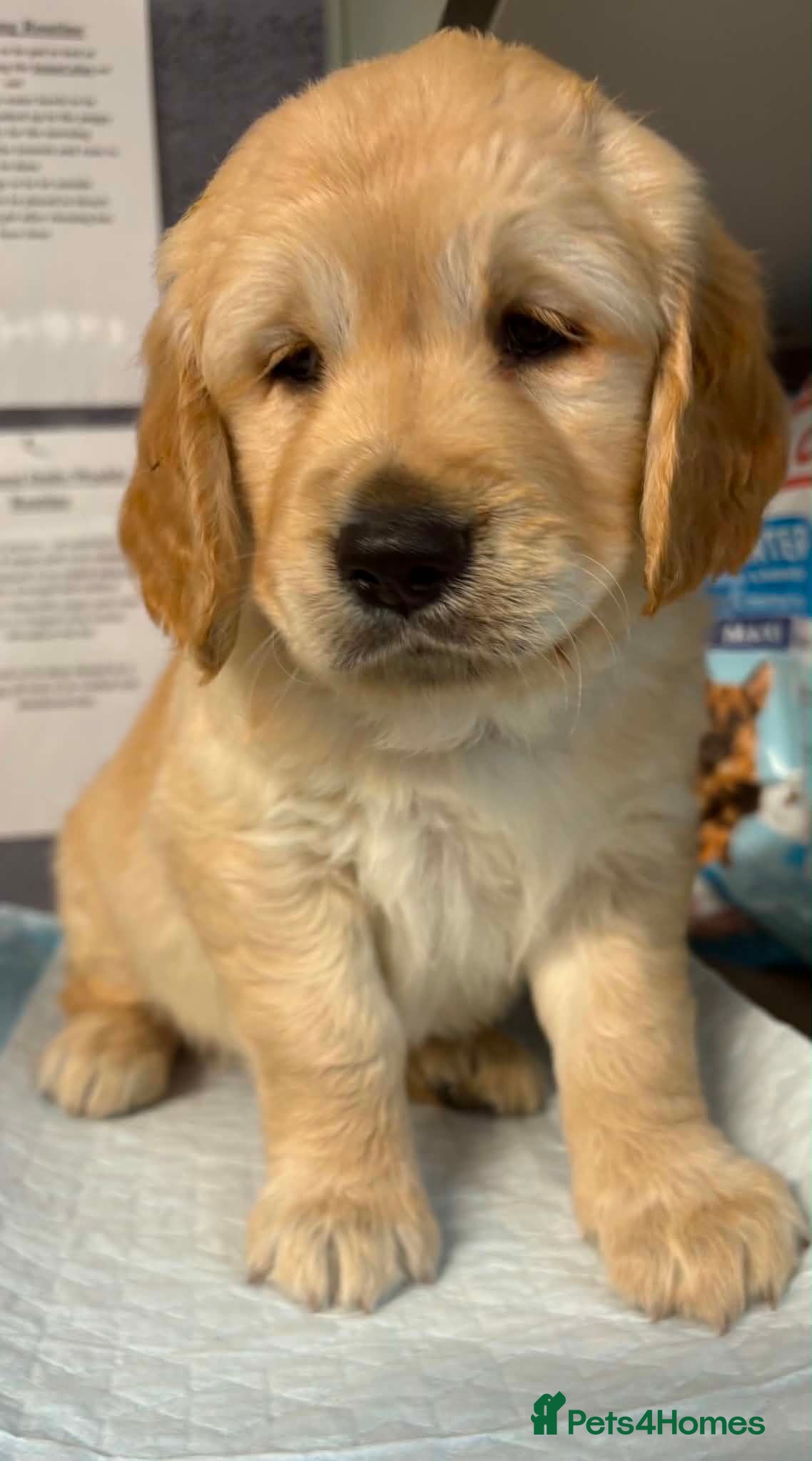 Golden Retriever dogs Chunky KC Golden Retriever Puppies - Advert 6