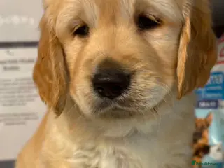 Golden Retriever dogs Chunky KC Golden Retriever Puppies - Advert 3