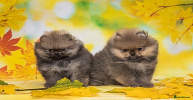 Pomeranian dogs - Advert 3