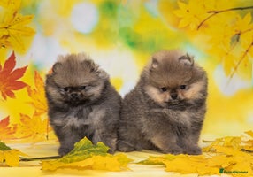 Pomeranian dogs - Advert 5