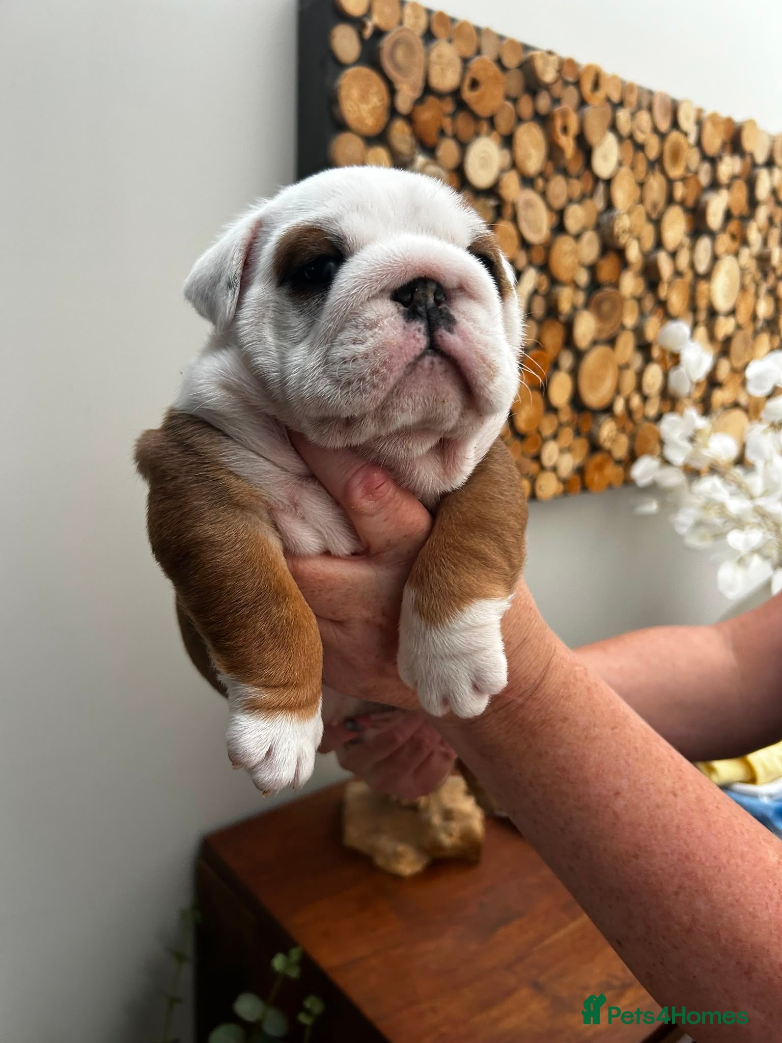English Bulldog dogs Champion Sired KC Bulldog Puppies - Advert 1