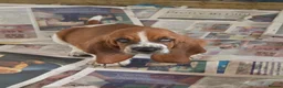 Basset Hound dogs for sale: Basset hound pups kc reg.European lines - Advert 3