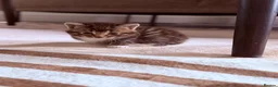Mixed Breed cats for sale: Beautiful kittens available - Advert 18