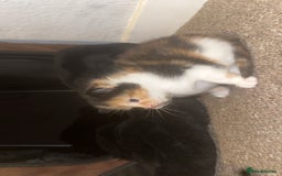 Domestic Shorthair cats for sale: Beautiful kittens - Image 3