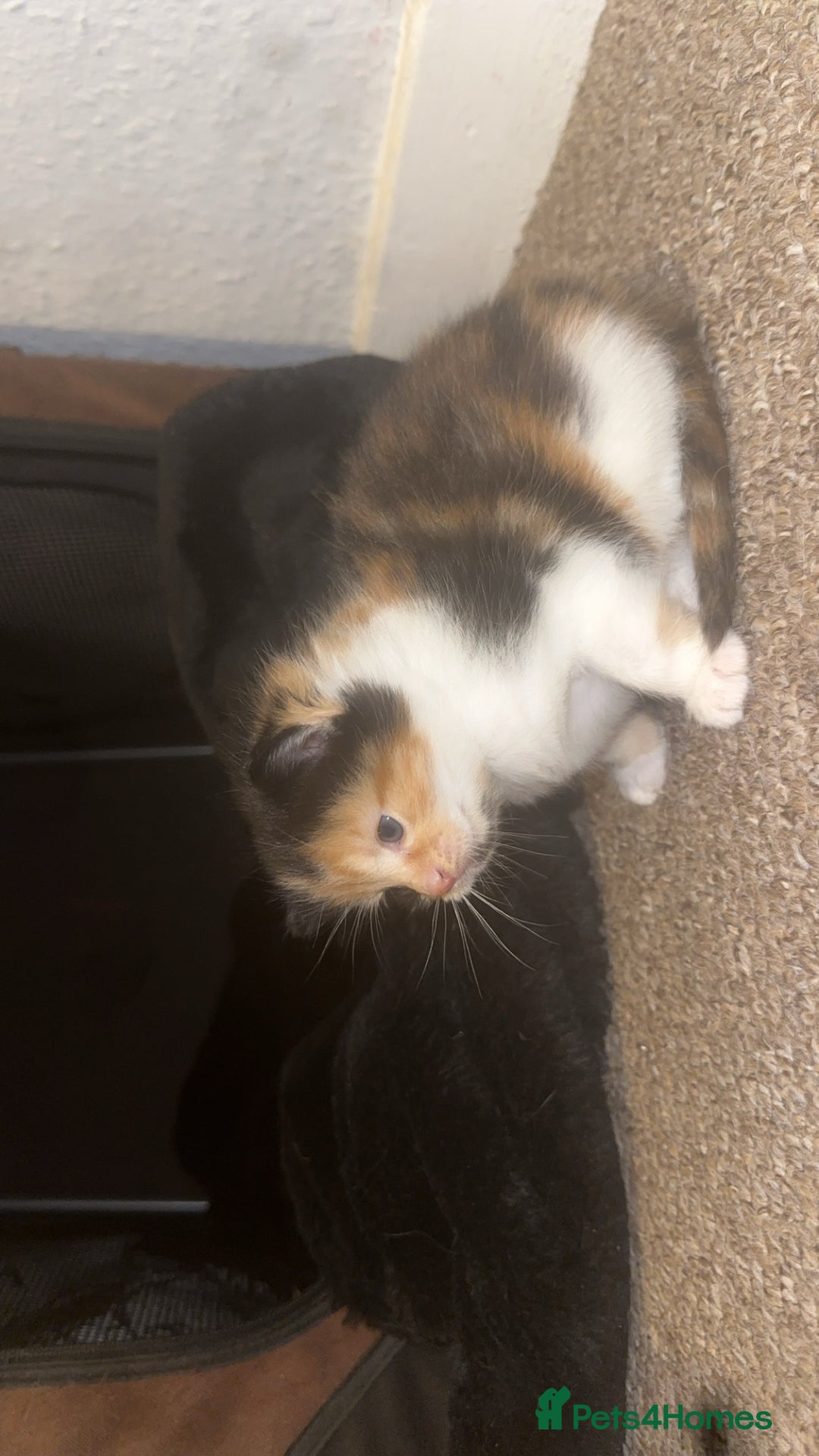 Domestic Shorthair cats for sale: Beautiful kittens - Image 3