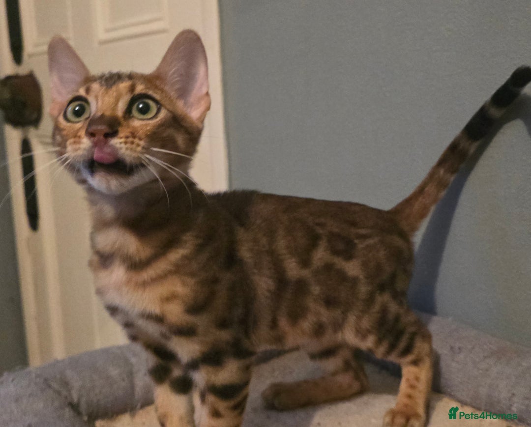 Bengal cats for sale: Registered Pure Bengal READY NOW  - Image 7