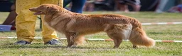 Nova Scotia Duck Tolling Retriever dogs for sale: Scalpsie Toller Puppies  - Advert 13