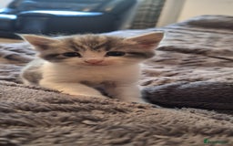Maine Coon cats for sale: Maincoon cross playful kitten's  - Image 2