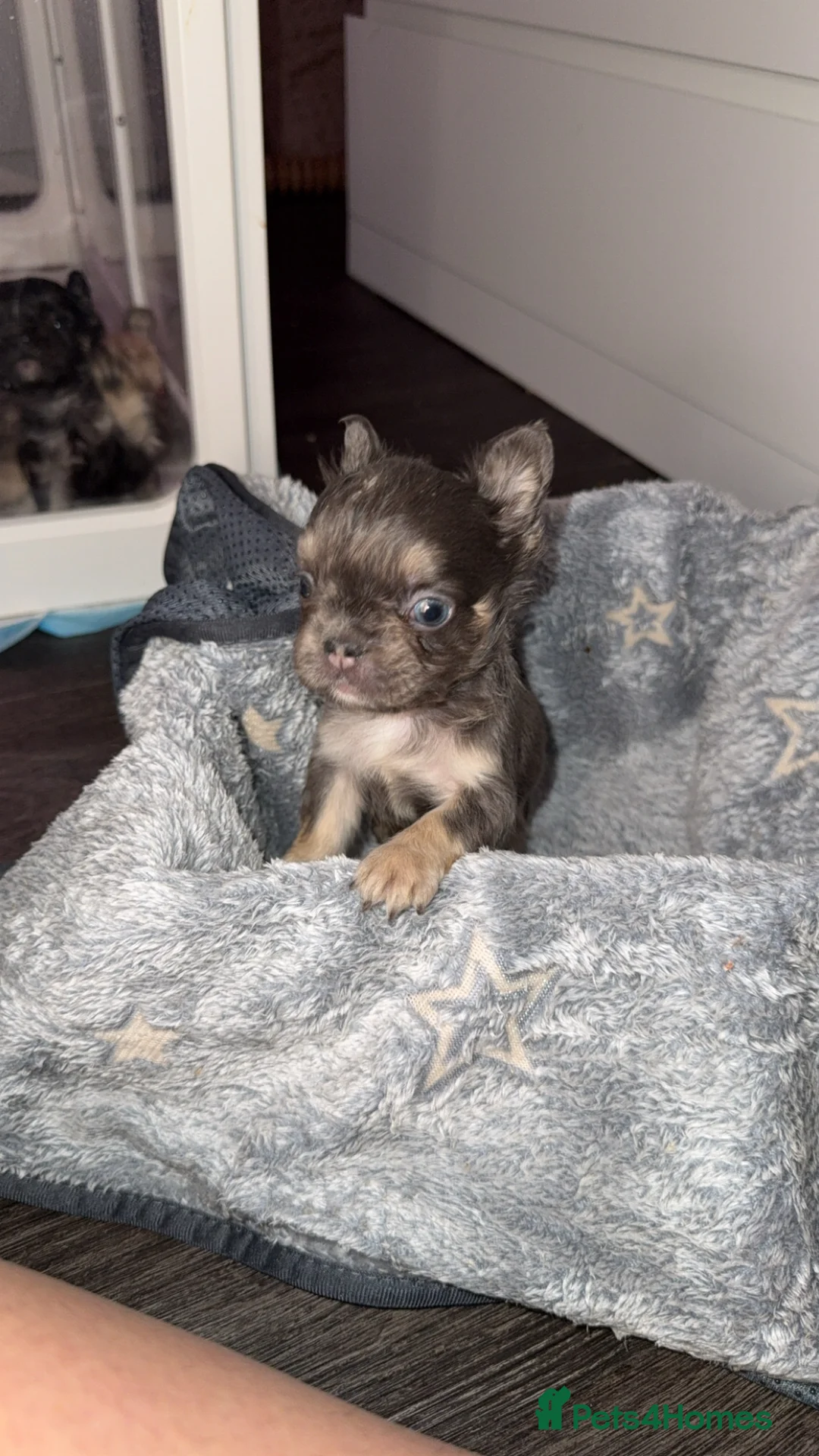French Bulldog dogs for sale: Fluffy French bulldogs  in Nottingham - Advert 6