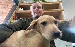 Labrador Retriever dogs for sale: 12 week old KC reg  lab bitch health tested  - Image 7