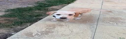Labrador Retriever dogs for sale: 4 month old Labrador female - Advert 8