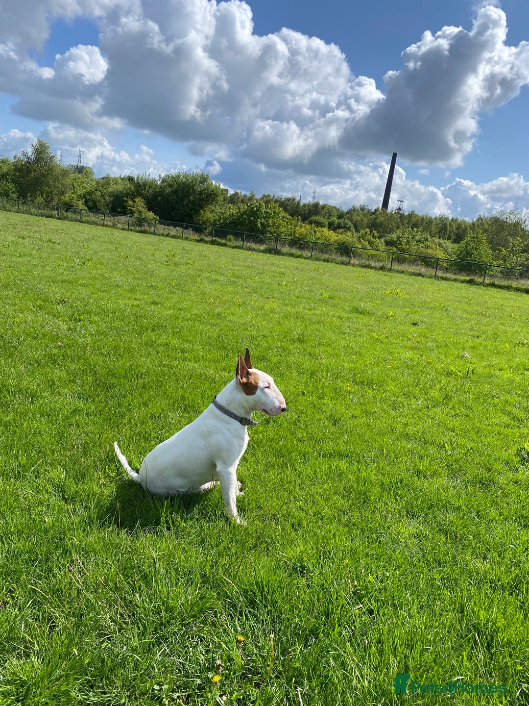 English Bull Terrier dogs for stud: English bull terrier for stud  - Advert 19