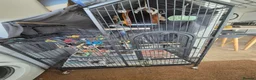 Parrots birds for sale: Congo African grey parrot - Advert 3