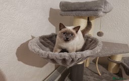 British Shorthair cats for sale: Stunning GCCF reg BSH kittens Ready to leave!! - Image 6