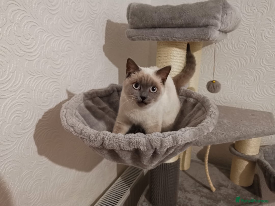 British Shorthair cats for sale: Stunning GCCF reg BSH kittens Ready to leave!! - Image 6