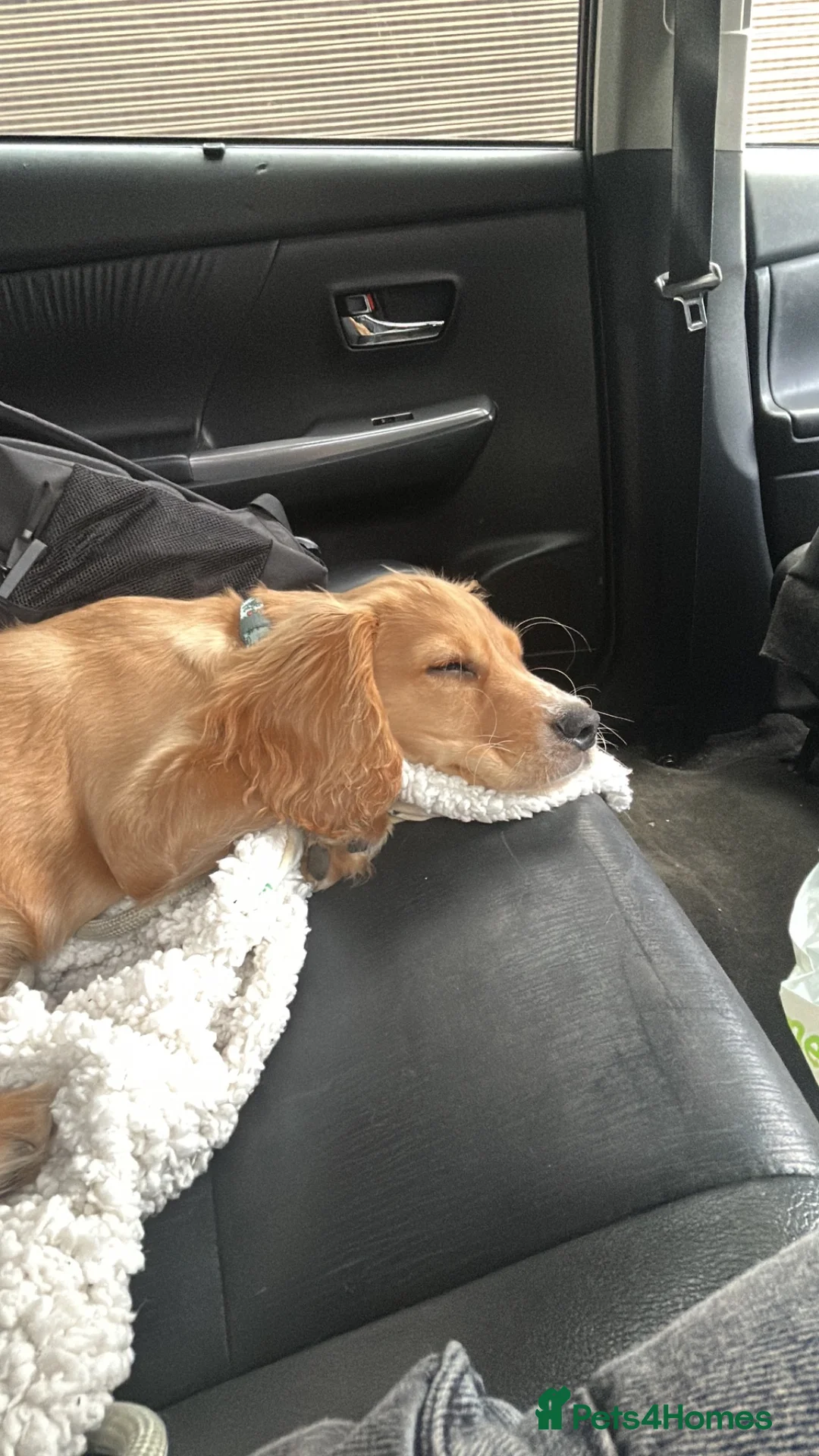 Cocker Spaniel dogs for adoption: Cocker Spaniel Needs New Home  in Mitcham - Advert 6