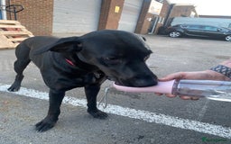 Mixed Breed dogs for sale: Dobermann x Lab for sale  - Image 5