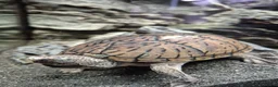 Turtle reptiles for sale: Loggerhead Musk Turtle - Advert 2