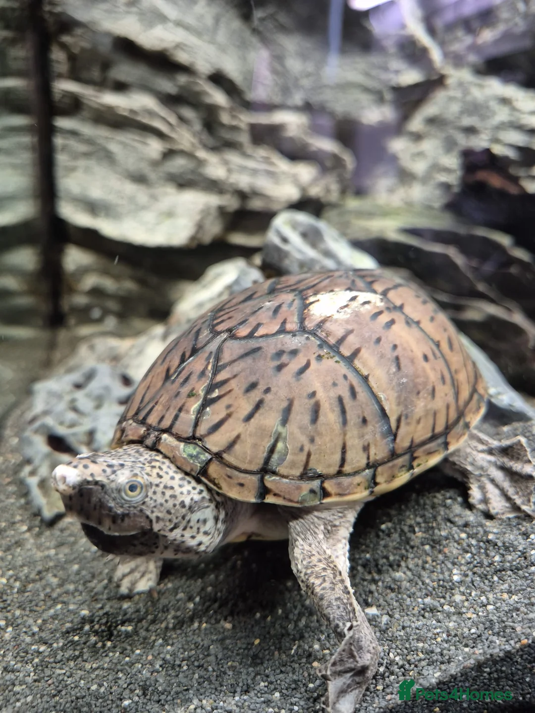 Turtle reptiles for sale: Loggerhead Musk Turtle - Advert 2