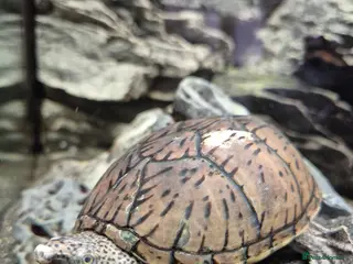 Turtle reptiles Loggerhead Musk Turtle - Advert 2