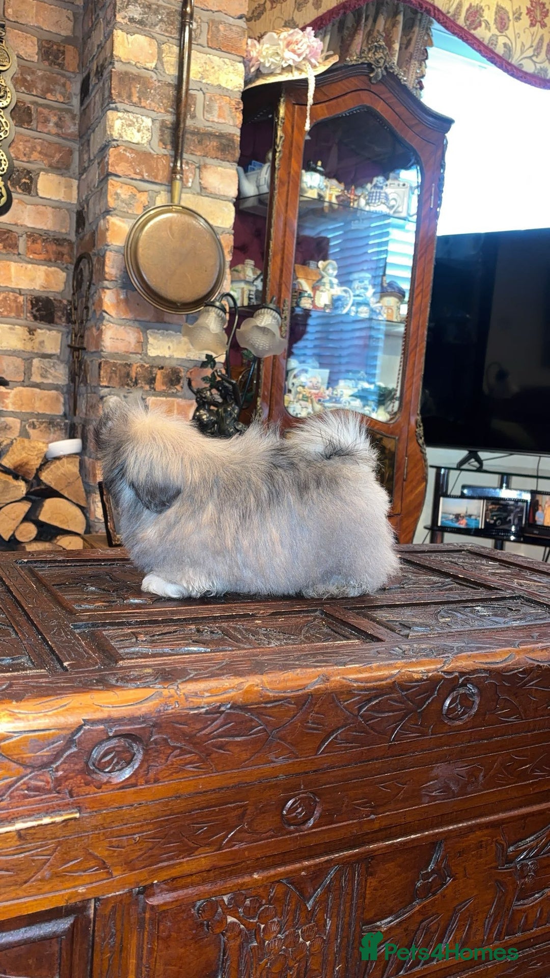 Pekingese dogs for sale: Stunning Pekingese puppies  - Advert 14