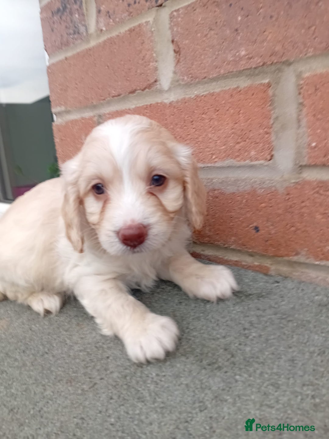 Cockapoo dogs for sale: Ready now stunning cockapoo girls - Advert 14