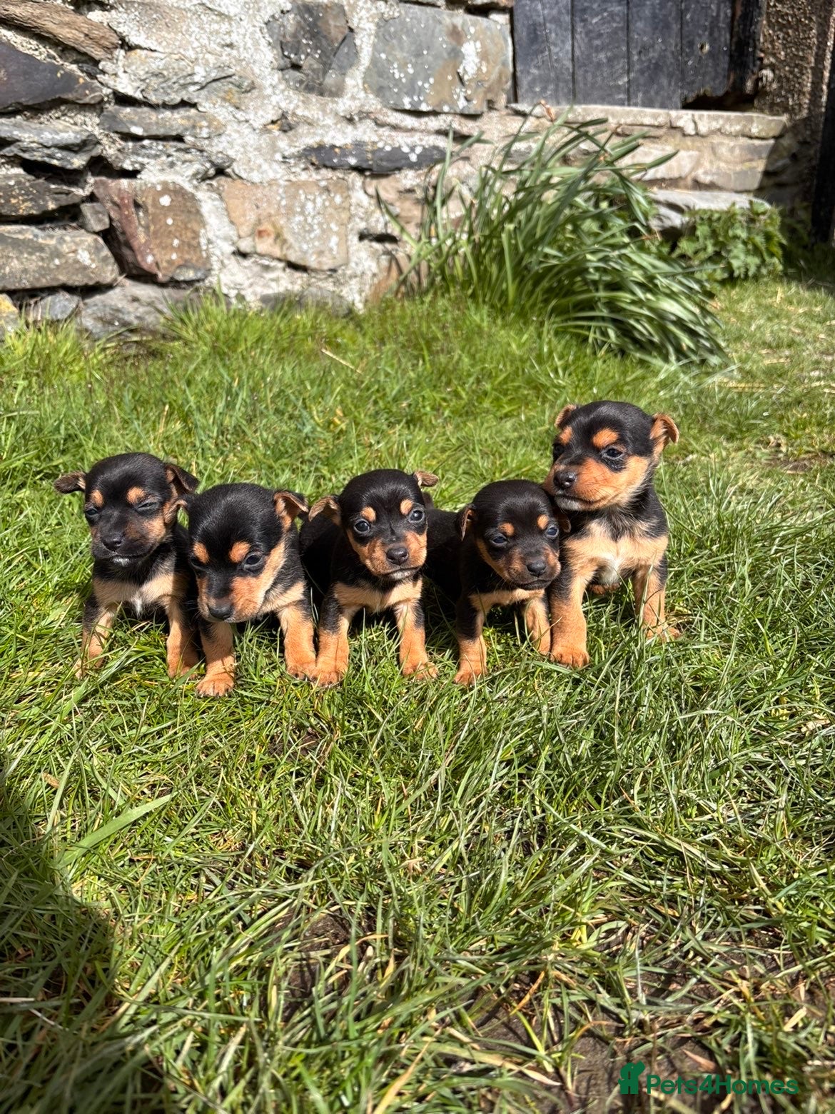 Jack Russell dogs Jack Russell Puppies For Sale  - Advert 1