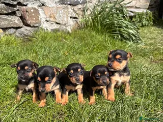 Jack Russell dogs Jack Russell Puppies For Sale - Advert 1