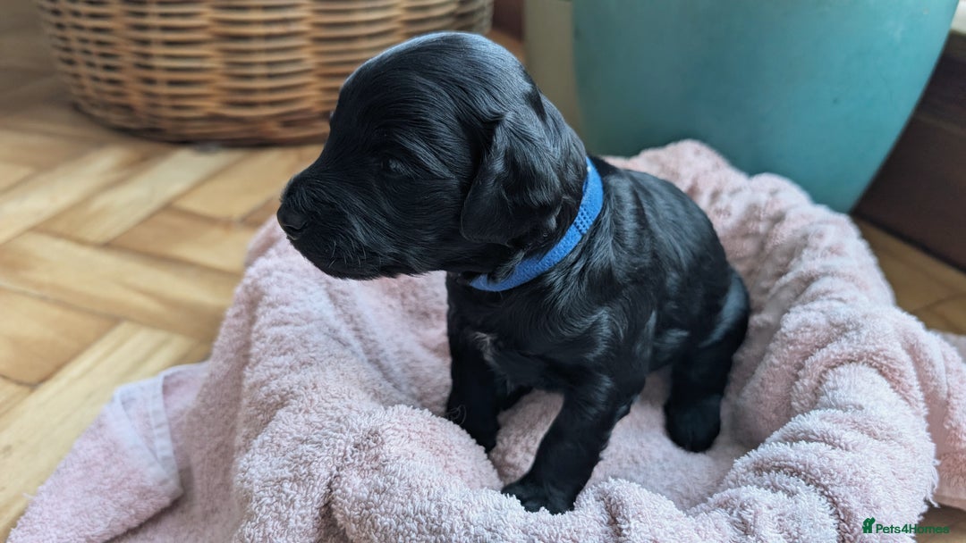 Cockapoo dogs for sale: Adorable Puppies Looking for Their Forever Homes! - Image 11