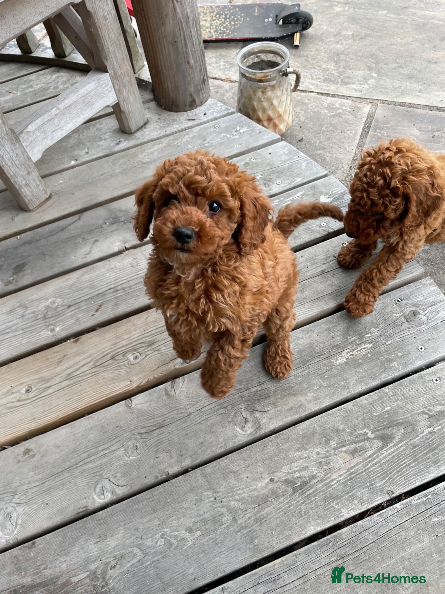 Miniature Poodle dogs KC Registered Deep Red Miniature Poodle Puppies - Advert 8