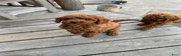 Miniature Poodle dogs for sale: KC Registered Deep Red Miniature Poodle Puppies - Advert 5