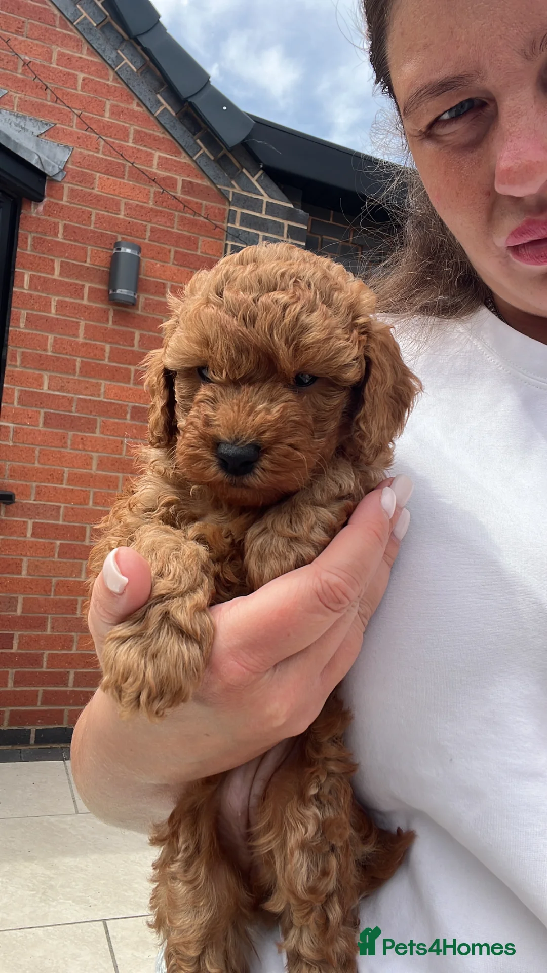 Miniature Poodle dogs for sale: 2 girls left - Advert 2