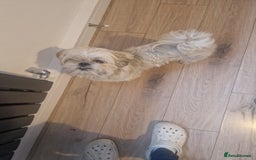 Shih Tzu dogs for sale: 2 x shih tzu - Image 2