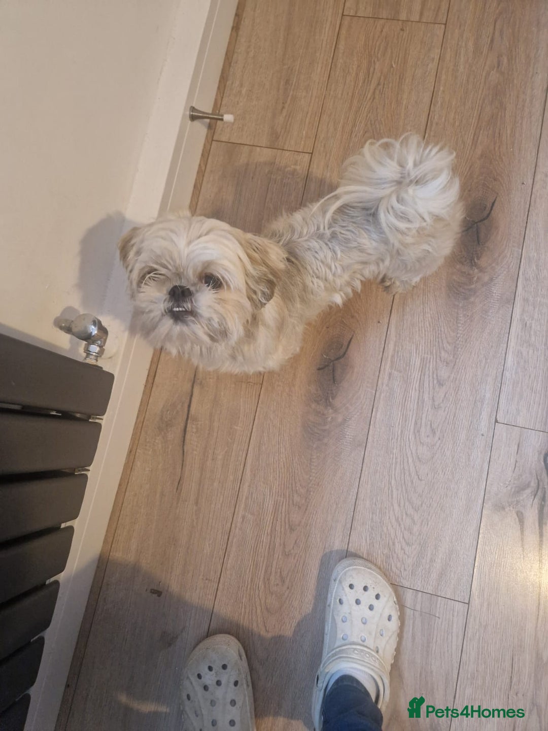 Shih Tzu dogs for sale: 2 x shih tzu - Image 2