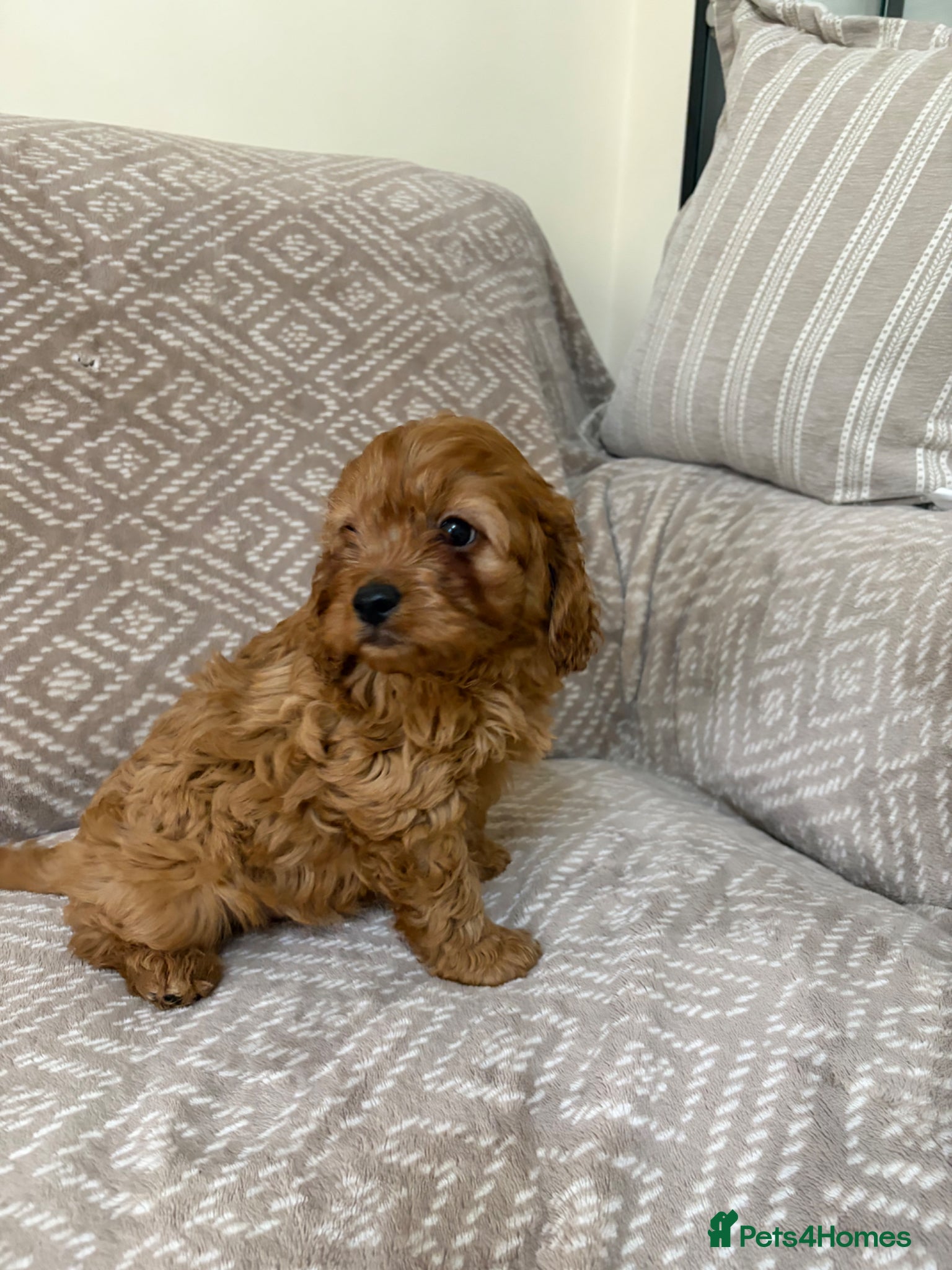 Cavapoo dogs Stunning F1 fox red Cavapoo boy - Advert 1