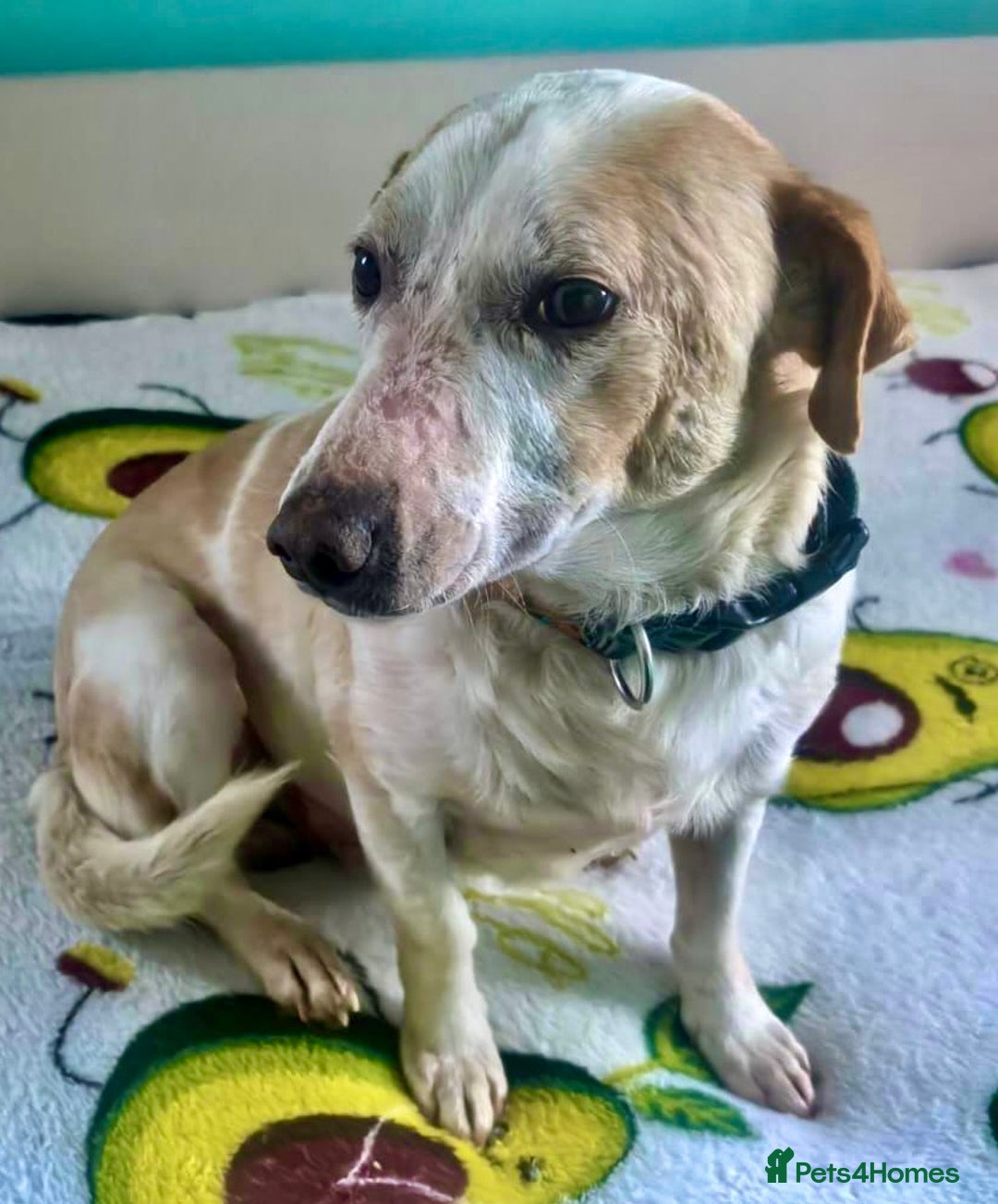 Labrador Retriever dogs for adoption: 🐾 MERLIN – Labrador Retriever - Advert 3